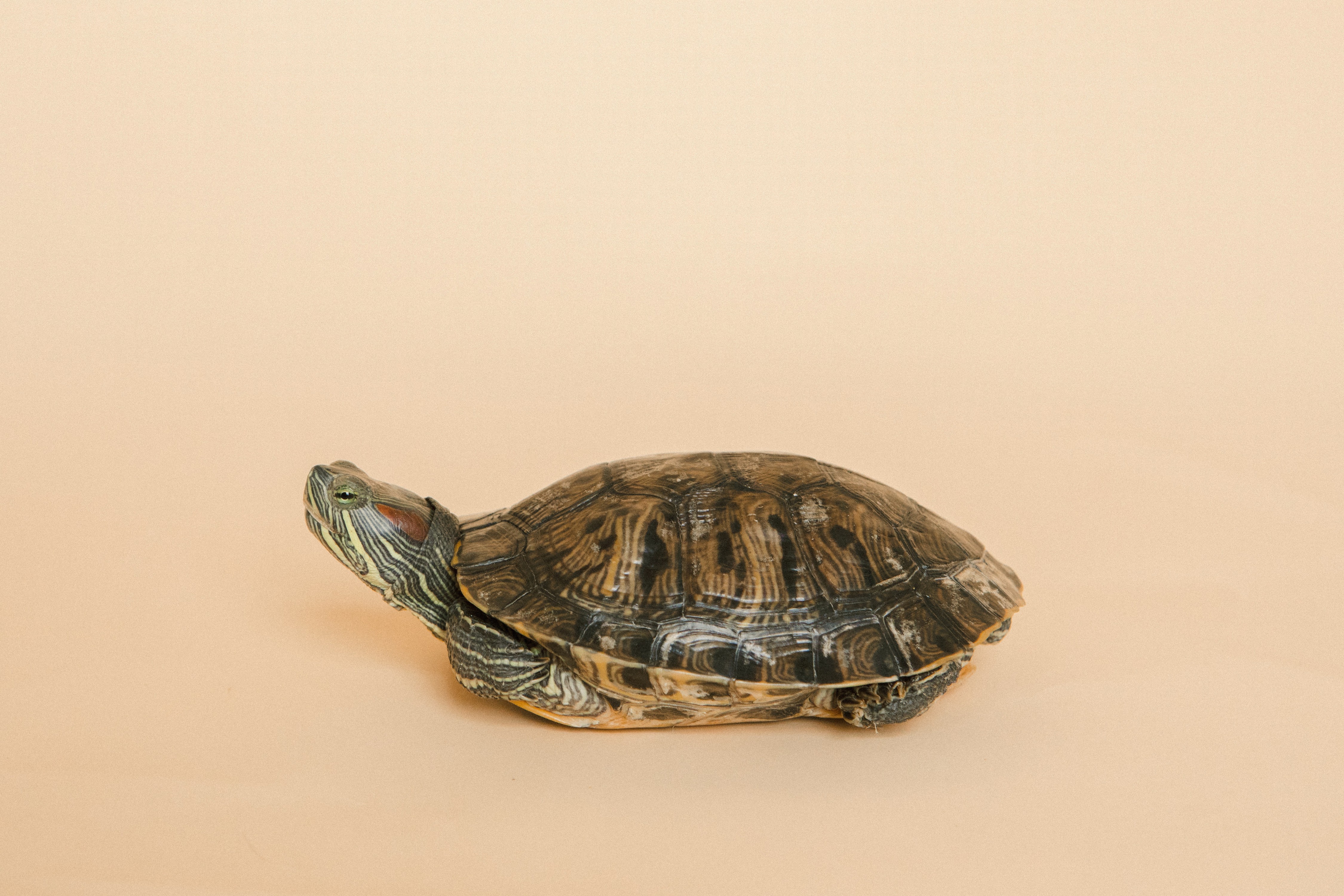 turtle-slow (1)